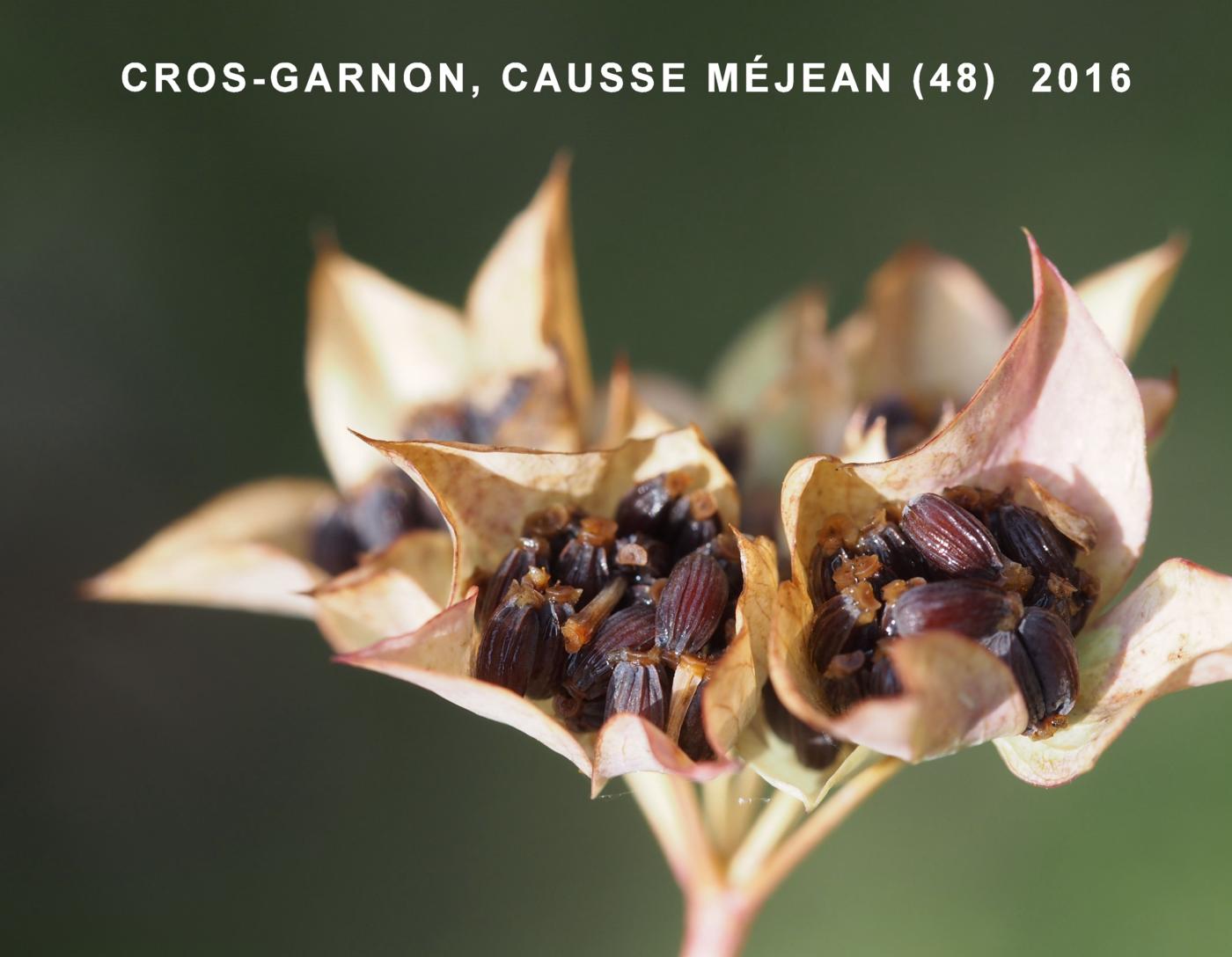 Hare's-Ear, Common fruit